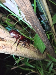 Xylotrupes gideon gideon
