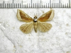 Hypena conscitalis