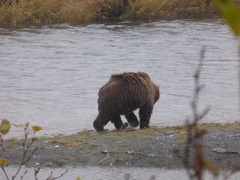 Ursus arctos middendorffi