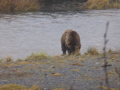 Ursus arctos middendorffi