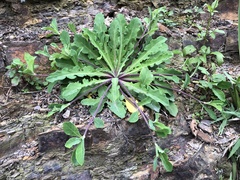 Crepidiastrum lanceolatum