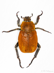 Hoplia argentea