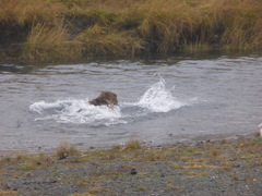 Ursus arctos middendorffi
