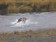 Ursus arctos middendorffi