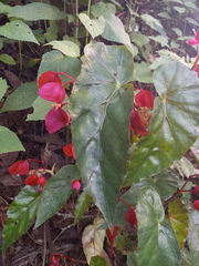 Begonia incarnata