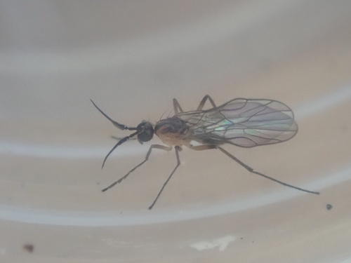 Ceratomerus