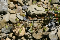 Hornungia procumbens
