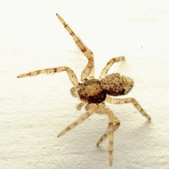 Pulchellodromus
