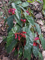 Begonia incarnata