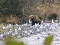 Ursus arctos middendorffi
