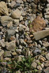 Hornungia procumbens