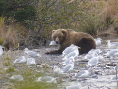 Ursus arctos middendorffi