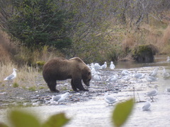 Ursus arctos middendorffi