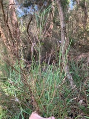 Epilobium pallidiflorum