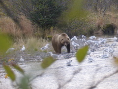 Ursus arctos middendorffi