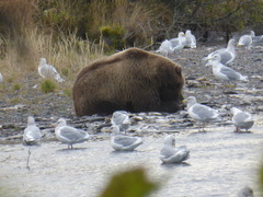 Ursus arctos middendorffi