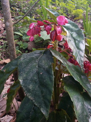 Begonia incarnata
