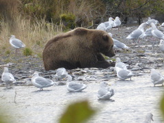 Ursus arctos middendorffi