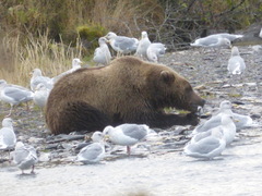 Ursus arctos middendorffi
