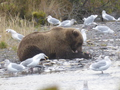 Ursus arctos middendorffi