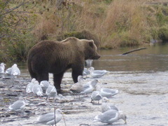 Ursus arctos middendorffi