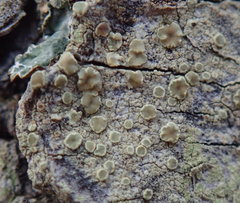 Lecanora confusa