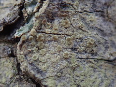 Lecanora confusa
