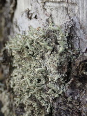 Cladonia bacilliformis