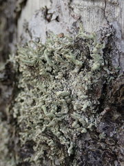 Cladonia bacilliformis