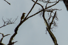 Pycnonotus bimaculatus