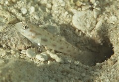 Ctenogobiops mitodes