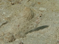 Ctenogobiops mitodes