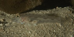 Fusigobius