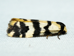 Thallarcha trissomochla