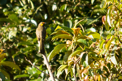 Pycnonotus bimaculatus