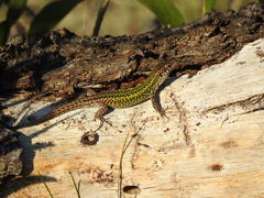 Podarcis carbonelli carbonelli