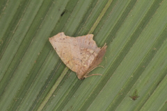 Phyllodonta timareta