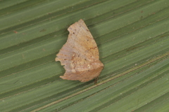 Phyllodonta timareta