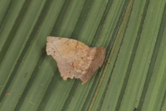 Phyllodonta timareta