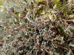 Cladonia crispata
