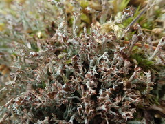 Cladonia crispata