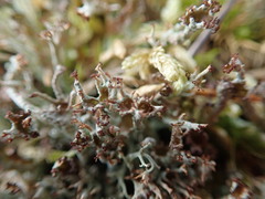Cladonia crispata