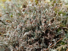Cladonia crispata