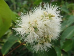 Syzygium antisepticum
