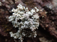 Stereocaulon intermedium