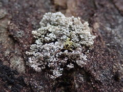 Stereocaulon intermedium