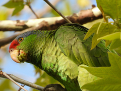 Amazona finschi × viridigenalis