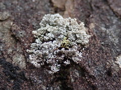 Stereocaulon intermedium