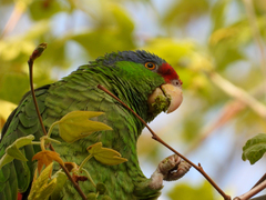 Amazona finschi × viridigenalis