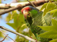 Amazona finschi × viridigenalis
